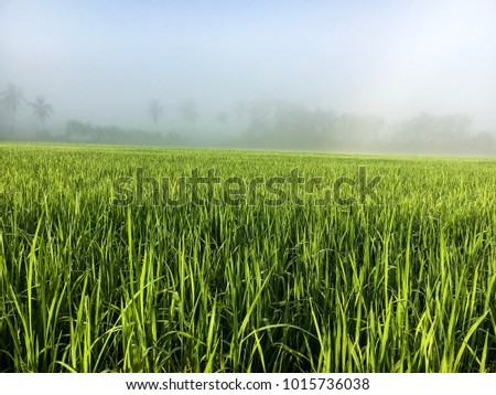 Morning field of winter, bright green, sunny and foggy.