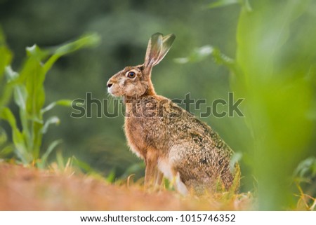 Rabbit, hare in summer in wild nature, useful for hunt articles, Slovakia