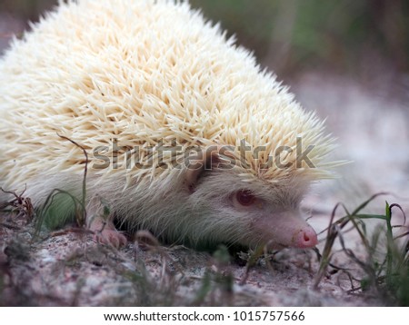 White hedgehogs small. red-eyed wildlife with sharp spines, cute hedgehog in the wild