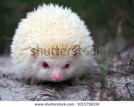 White hedgehogs small. red-eyed wildlife with sharp spines, cute hedgehog in the wild