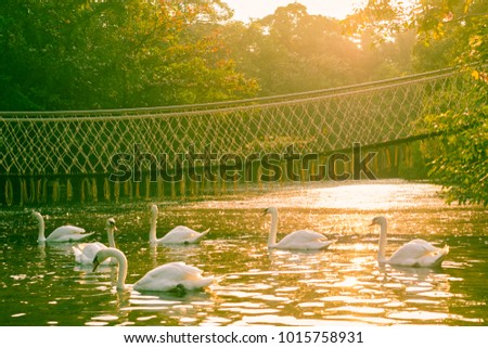 Swan on the pond in the evening