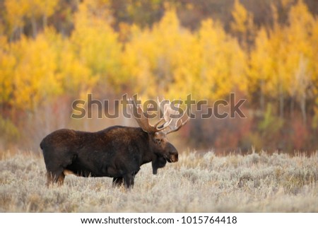 A bull moose outside with autumn foliage. Royalty-Free Stock Photo #1015764418
