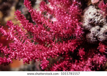 Close-up view of the red gorgonia on the reef, macro underwater photography