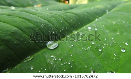 Water drops on green leaf, Rain water drops on green leafs with sunlight,  water droplets on leafs vectors and backgrounds 