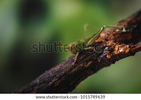 macro insect photography, a small Brazilian grass cricket, macro high resolution photograph