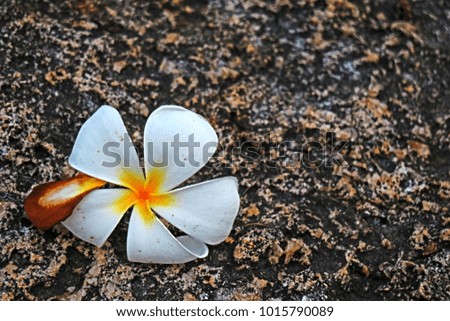 blossom of plumeria on composition in nature scene so beautiful pattern for background
