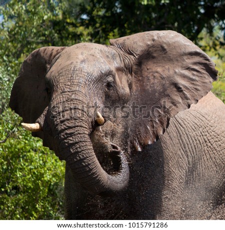 Elephant drinking water. Zimbabwe, Africa.