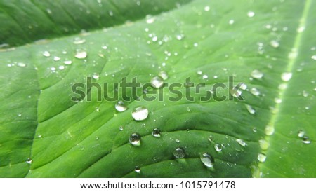 Beautiful green leaf with drops of water,fresh green leaf, isolated on white,green leaf with water drop,leaf and rain with water drops on the green grass