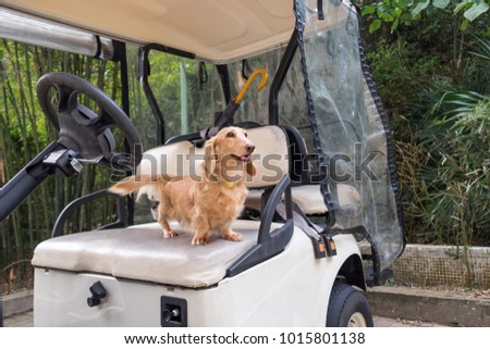 Small cute dog standing on old weathered golf cart seat. Healthy young beige dachshund walking outdoor. Royalty-Free Stock Photo #1015801138