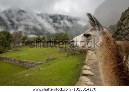 Alpacas and llamas of Machu Picchu grazing in the ancient ruins high up in the mountains