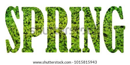 Spring background, clover