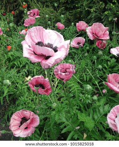 Gently pink poppies. Amazing for greeting cards, magazines