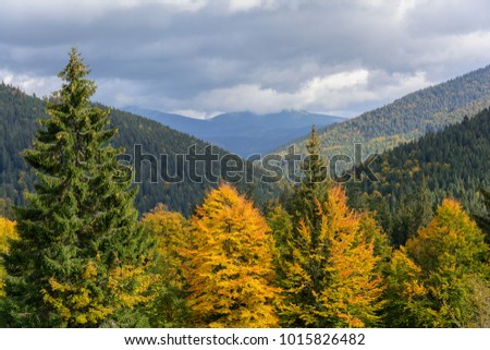 View of mountains and autumn forest  near Synevyr Lake in leaf fall day before rain.
