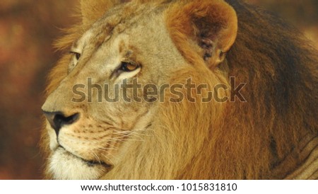 lion looking regal standing, closeup photography of wild animal lion with nikon, Strong Looking Wild East African Lion, the jungle king Lion in Nature,Lion king isolated with closeup
