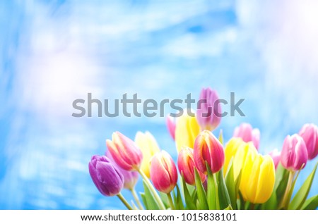 Colorful tulip flowers on a blue background with a copy space for a text. Top of view. Blue sky background. Valentines gift and celebration concept. 