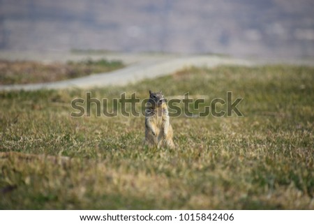Cute California Ground squirrel standing   at Panorama Vista Preserve, Bakersfield, CA.