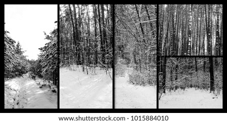 set of gloomy black and white photos of a cold forest