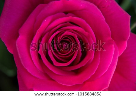 front top photography of a beautiful natural hot pink fuchsia rose 