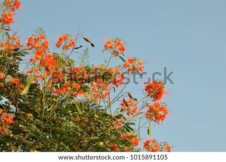 caesalpinia pulcherrima flowers