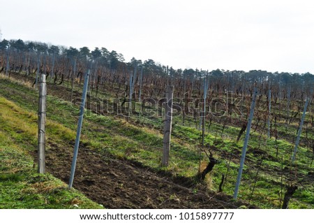 spring vineyard in the south moravia czech republic landscape , countryside with smooth sky