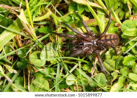 Banded Tunnelweb Spider (Hexathele hochstetteri) photographed up close in New Zealand, as it craws across a grass lawn. 