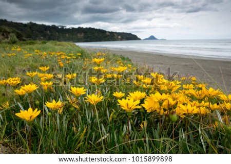 Yellow treasure Flowers (Gazania spp.) growing on the sand dunes at Ohope beach, North Island, New Zealand. Overcast and broody cloudy sky in the background

