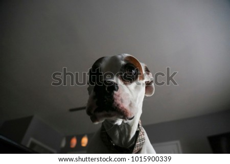 Low angle portrait shot of a funny goofy white boxer dog against a grey neutral background 