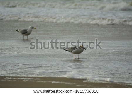 Sea Gulls in winter at isle Texel, the Netherlands. Europe.
