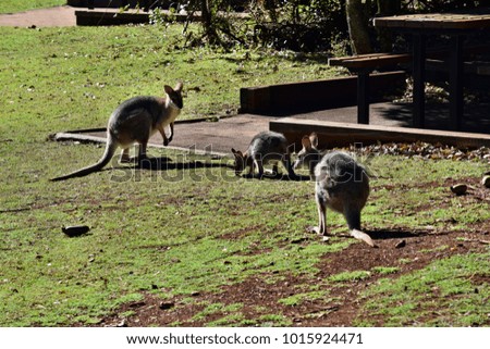 Group of young cute wild grey kangaroo walking on the grass in Bunya National Park, Queensland, Australia