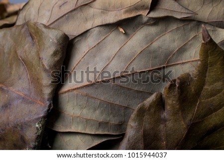 avocado dry leaf dry leaves autumn close up photography green yellow brown avocado leaves dry color group 50 shades of green veins wood texture background pattern botany detail foliage nature natural 