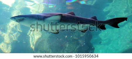 Big underwater shark swimming