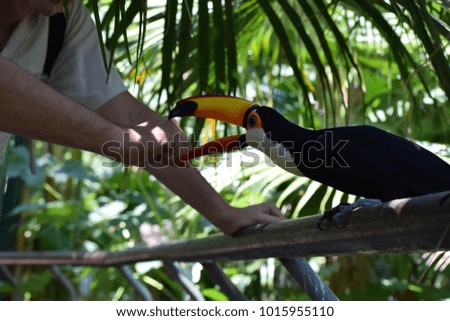 Giant toucan (Ramphastos toco) fighting with a visitor at the zoo