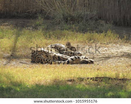 Cheetah (Acinonyx jubatus) laying down sleeping