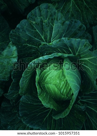 Cabbage green vegetable Royalty-Free Stock Photo #1015957351