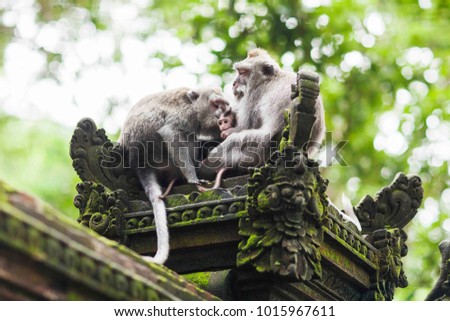Monkey Forest Bali