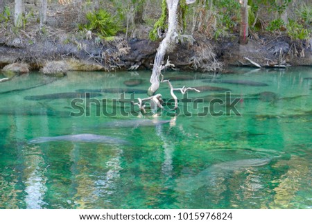 Manatees under clear water