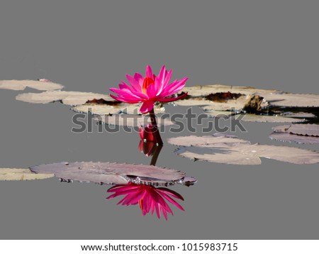 a beautiful pink water lily and its reflection in a Indian pond lake water floating with pads leaf