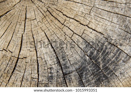 Wood texture of cut tree trunk, close-up.