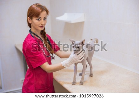 Hairless sphinx cat with beautiful veterinarian doctor. Veterina clinic.
