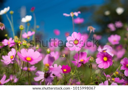 cosmos flowers in garden on blue sky and blurred background as natural concept.