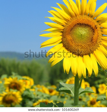 sunflower in field.