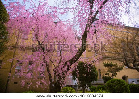 Cherry Blossoms
spring
Japanese cherry tree
Spring in Japan