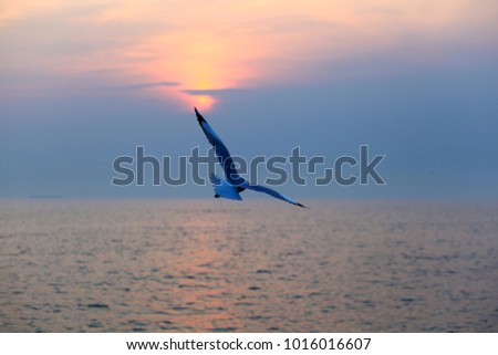 Sea Gulls migrate from Siberia to the gulf of Thailand in the winter - Bang Pu , Samutprakarn , Thailand