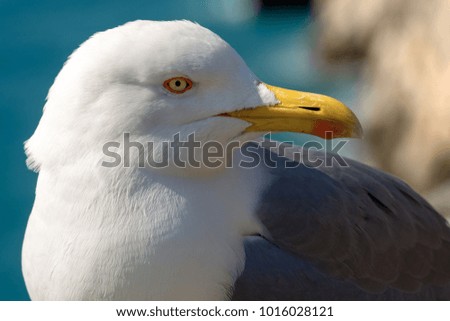 Extreme close up of a seagull on the edge of cliff above the Mediterranean sea