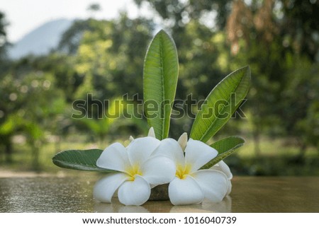 plumeria flower tropical flowers 