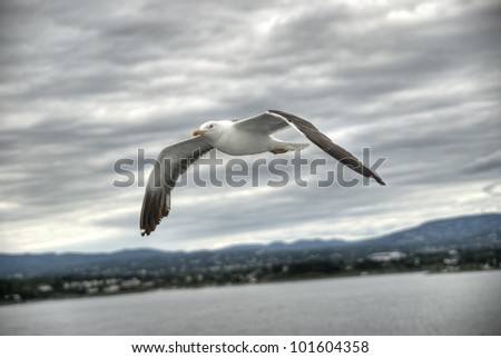 Picture of seagull, flying near the coast.