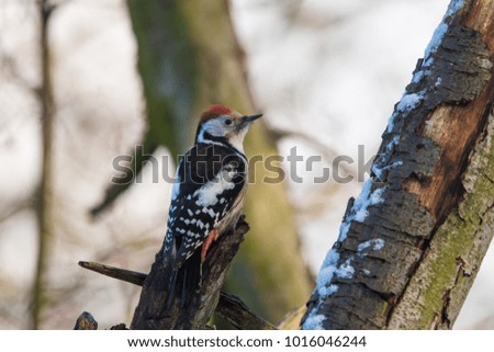 Wildlife photo - middle spotted woodpecker stands on branch in deep forest, Slovakia floodplains, Europe