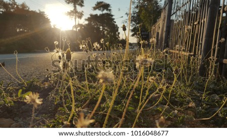 Grass flowers and evening light.