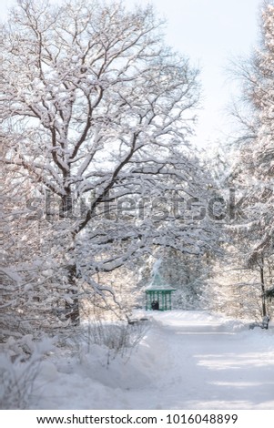 Alley in the park with trees in the snow. Winter fairy tale. Snow