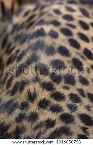 Cheetahs skin for background in Namibia Africa